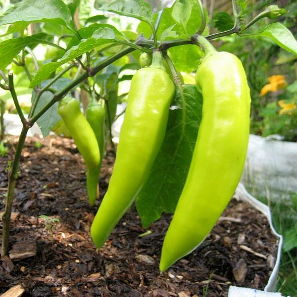 Roots Plants 3 Organic 'Hungarian Hot Wax' Chilli Plants Chillies & Sweet Peppers 4 Roots Plants 3 Organic 'Hungarian Hot Wax' Chilli Plants Chillies & Sweet Peppers