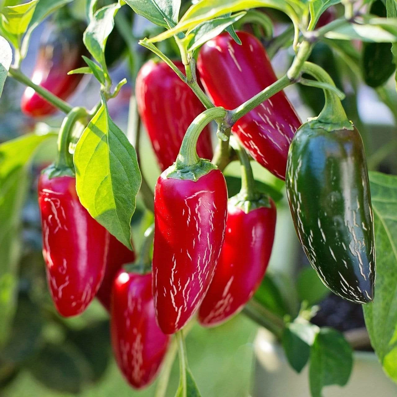 Roots Plants 6 Best Pepper Plants Collection | Growers Choice Chillies & Sweet Peppers 5 Roots Plants 6 Best Pepper Plants Collection | Growers Choice Chillies & Sweet Peppers