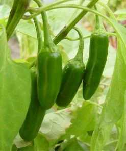 Roots Plants 41 Vegetables Plants For Pots | Tomatoes, Peppers & More 16 Roots Plants 41 Vegetables Plants For Pots | Tomatoes, Peppers & More