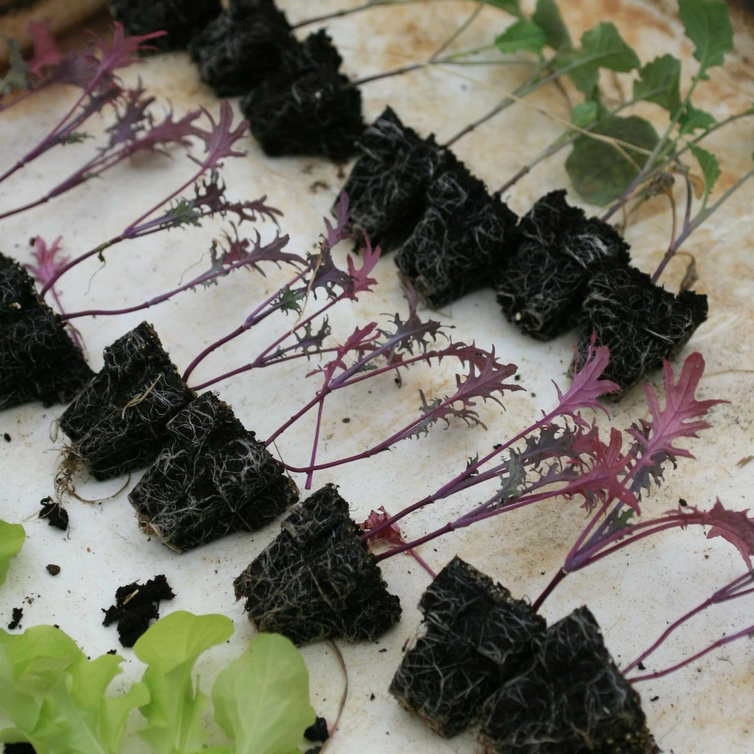 Roots Plants 10 Organic 'Red Russian' Kale Plants 4 Roots Plants 10 Organic 'Red Russian' Kale Plants