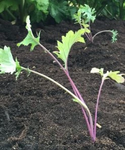 Roots Plants 10 Organic 'Red Russian' Kale Plants 7 Roots Plants 10 Organic 'Red Russian' Kale Plants