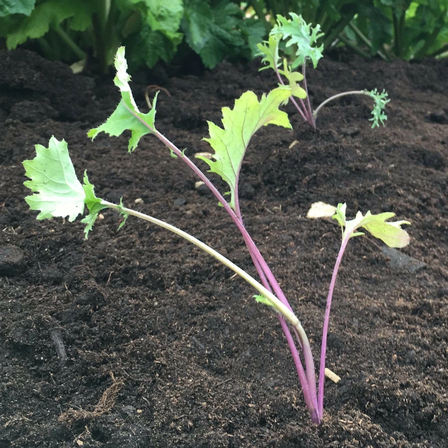 Roots Plants 10 Organic 'Red Russian' Kale Plants 5 Roots Plants 10 Organic 'Red Russian' Kale Plants