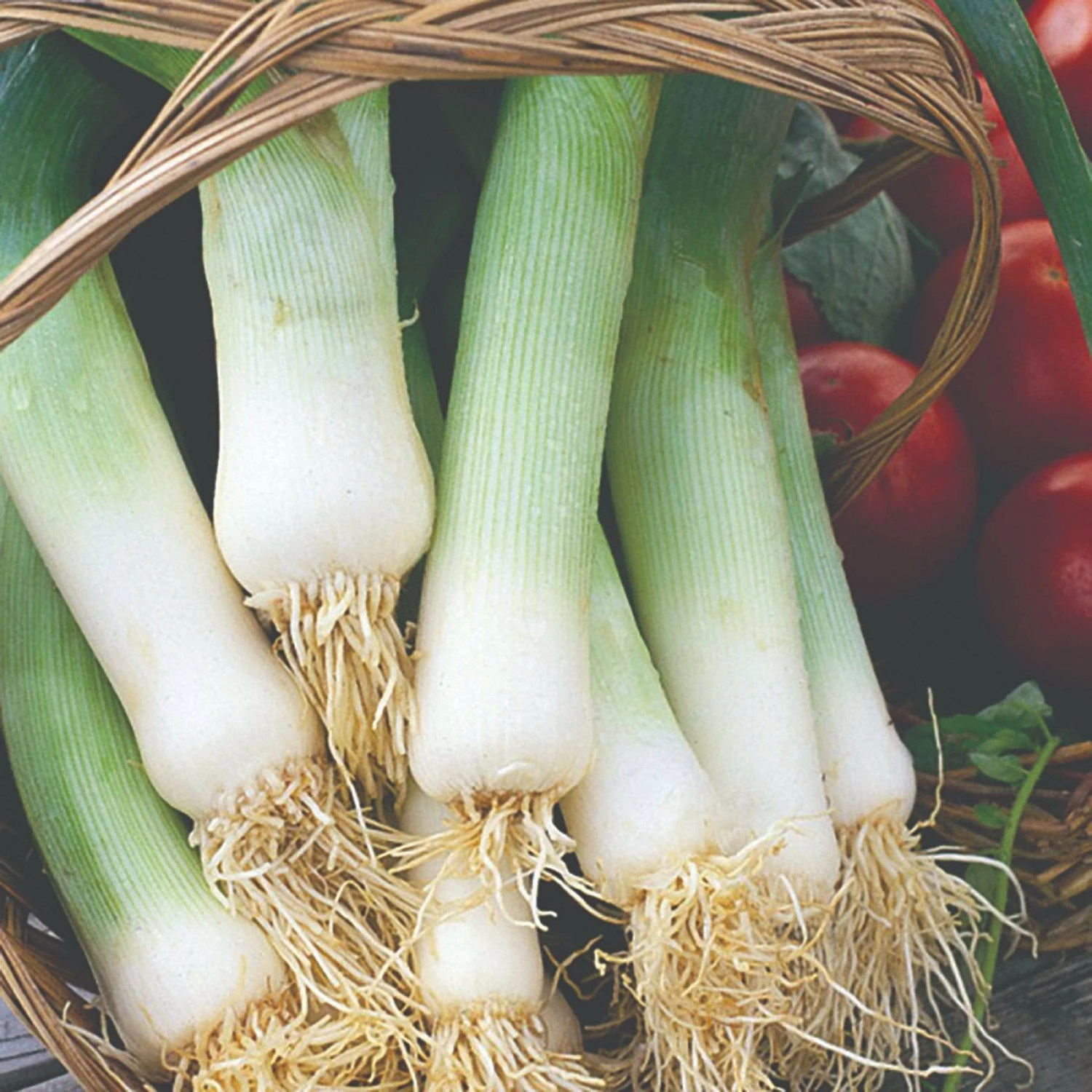 Roots Plants 20 Organic 'Musselborough' Leek Plants All Vegetable Plants 3 Roots Plants 20 Organic 'Musselborough' Leek Plants All Vegetable Plants