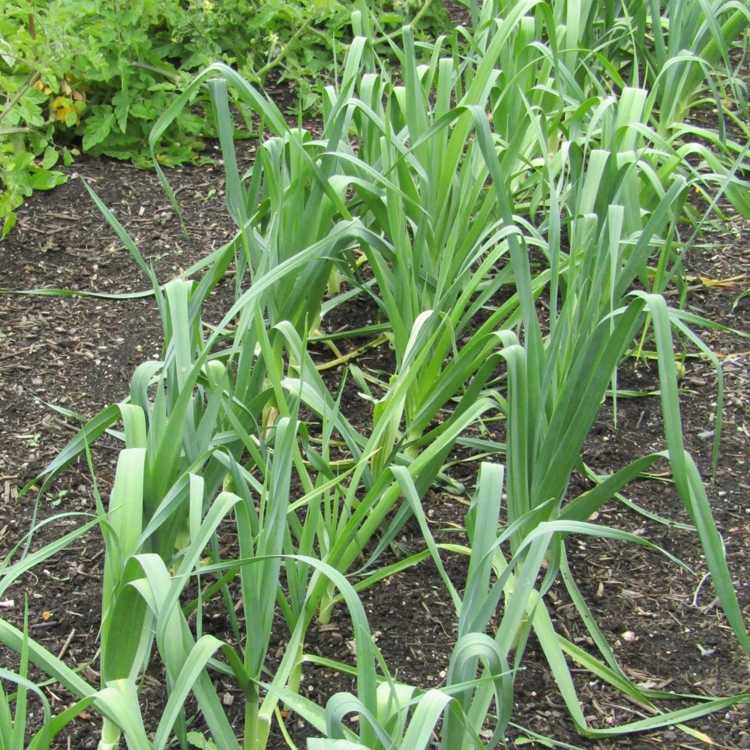 Roots Plants 20 Organic 'Musselborough' Leek Plants All Vegetable Plants 4 Roots Plants 20 Organic 'Musselborough' Leek Plants All Vegetable Plants