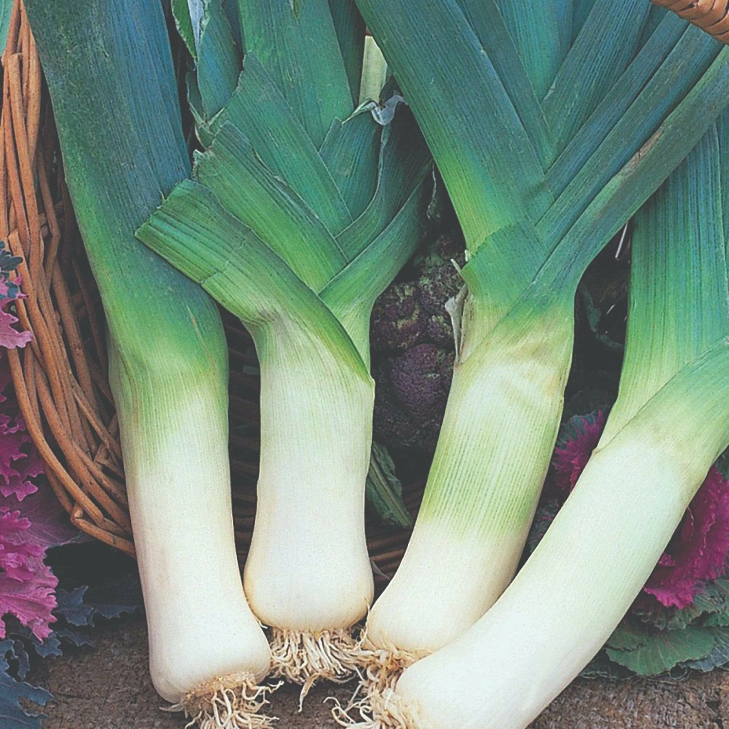 Roots Plants 20 Organic Giant Winter Leek Plants All Vegetable Plants 3 Roots Plants 20 Organic Giant Winter Leek Plants All Vegetable Plants