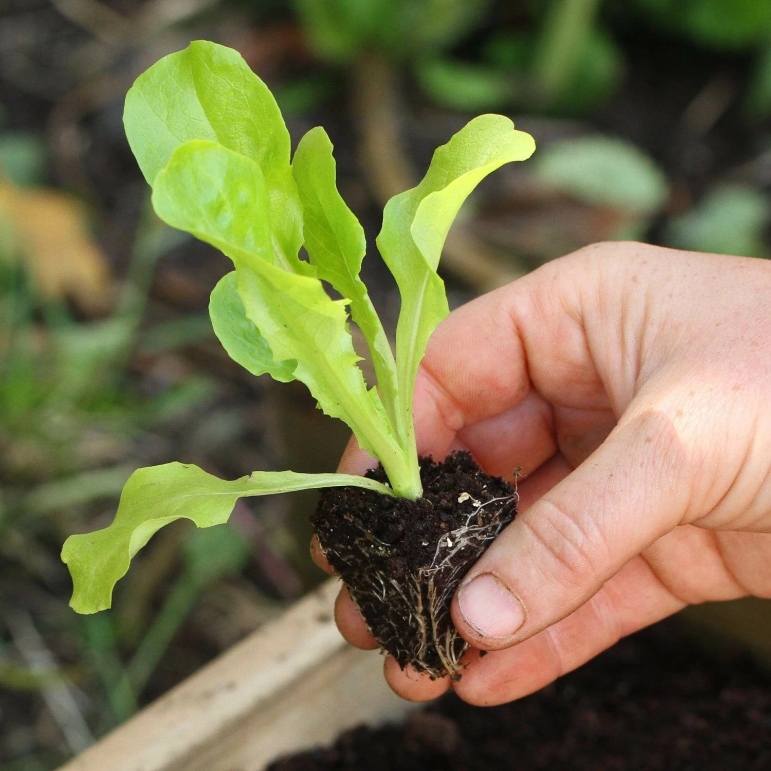 Roots Plants 10 Organic 'Buttercrunch' Lettuce Plants 4 Roots Plants 10 Organic 'Buttercrunch' Lettuce Plants