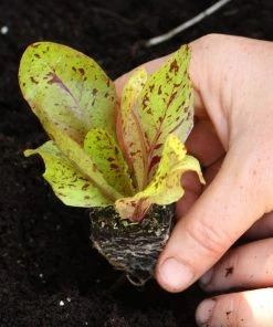 Roots Plants 10 Organic 'Freckles' Lettuce Plants