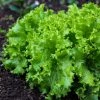 Roots Plants 10 Organic 'Green Salad Bowl' Lettuce Plants 2 Roots Plants 10 Organic 'Green Salad Bowl' Lettuce Plants