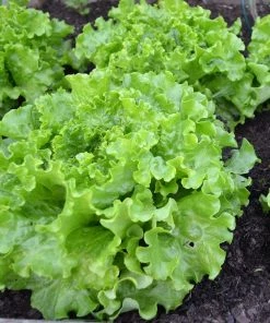 Roots Plants 10 Organic 'Green Salad Bowl' Lettuce Plants