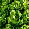 Roots Plants 10 Organic 'Little Gem' Lettuce Plants 2 Roots Plants 10 Organic 'Little Gem' Lettuce Plants