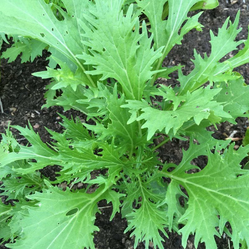 Roots Plants 10 Organic Green Mizuna Plants 3 Roots Plants 10 Organic Green Mizuna Plants