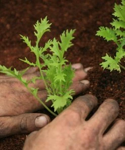 Roots Plants 10 Organic Green Mizuna Plants