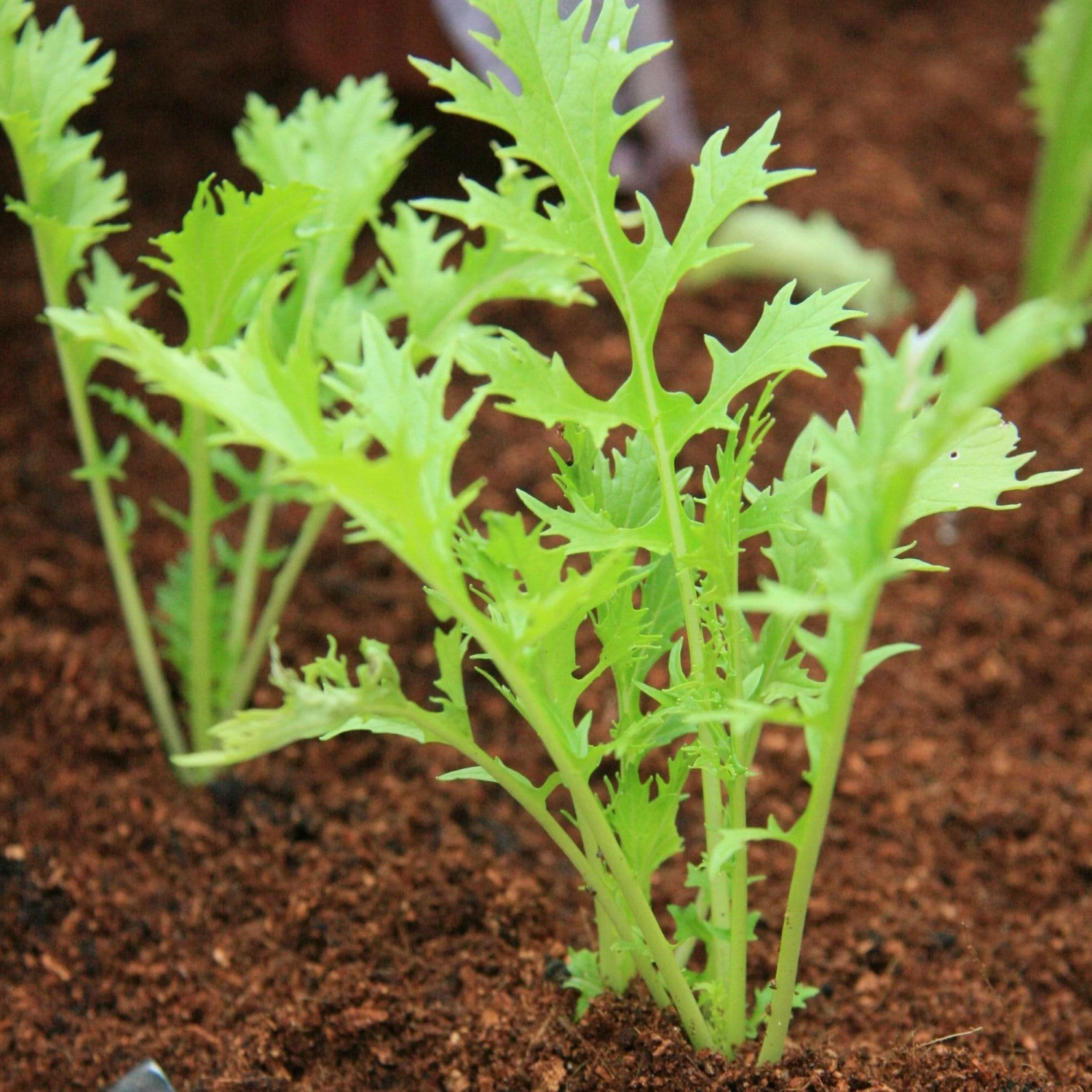 Roots Plants 10 Organic Green Mizuna Plants 5 Roots Plants 10 Organic Green Mizuna Plants