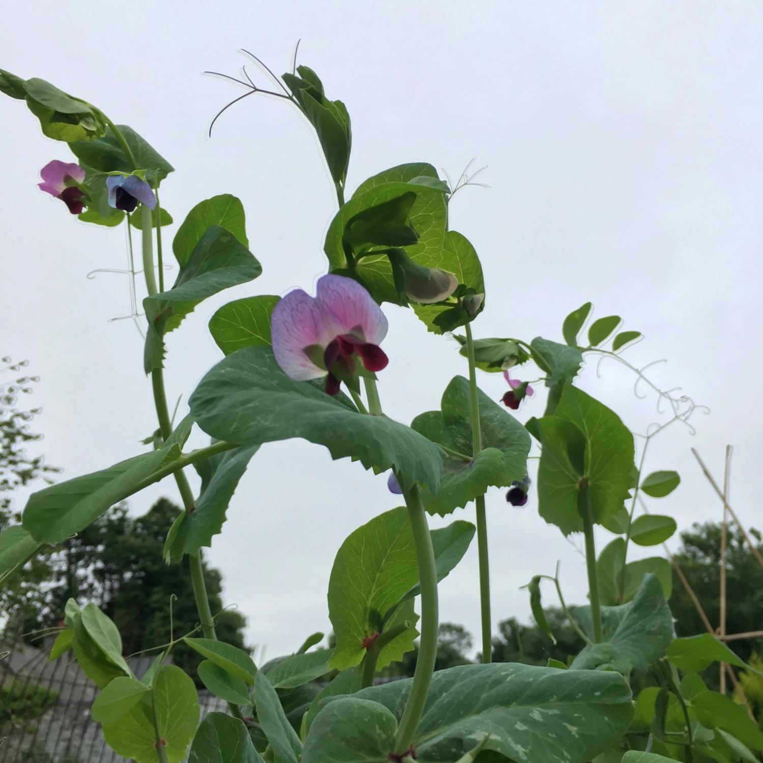 Roots Plants 10 Organic 'Carouby De Mausasane' Mangetout Pea Plants 7 Roots Plants 10 Organic 'Carouby De Mausasane' Mangetout Pea Plants