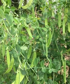 Roots Plants 10 Organic 'Carouby De Mausasane' Mangetout Pea Plants 13 Roots Plants 10 Organic 'Carouby De Mausasane' Mangetout Pea Plants