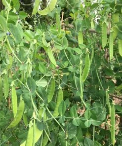 Roots Plants 63 Organic Stir Fry Vegetable Plants All Vegetable Plants 12 Roots Plants 63 Organic Stir Fry Vegetable Plants All Vegetable Plants