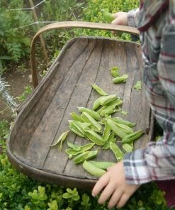 Roots Plants Peas & Beans 10 Organic 'Kelvedon Wonder' Pea Plants 10 Roots Plants Peas & Beans 10 Organic 'Kelvedon Wonder' Pea Plants