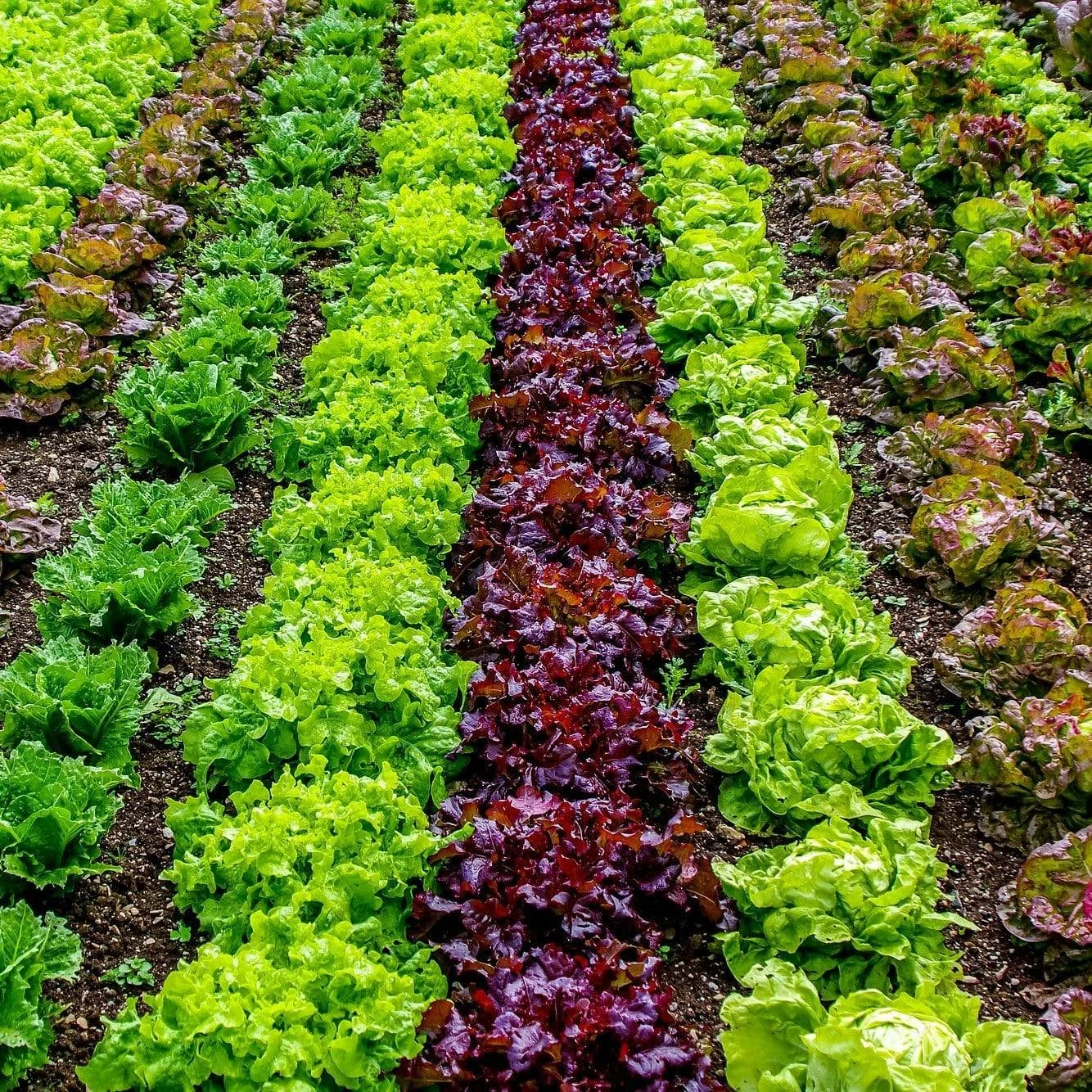 Roots Plants Salad Plants Quick Growing Organic Salad Collection 90 Plants 3 Roots Plants Salad Plants Quick Growing Organic Salad Collection 90 Plants