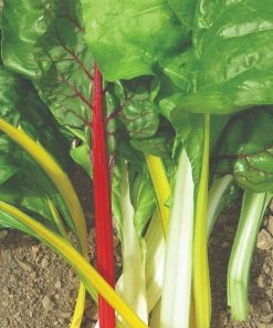 Roots Plants 10 Organic Rainbow Chard Plants