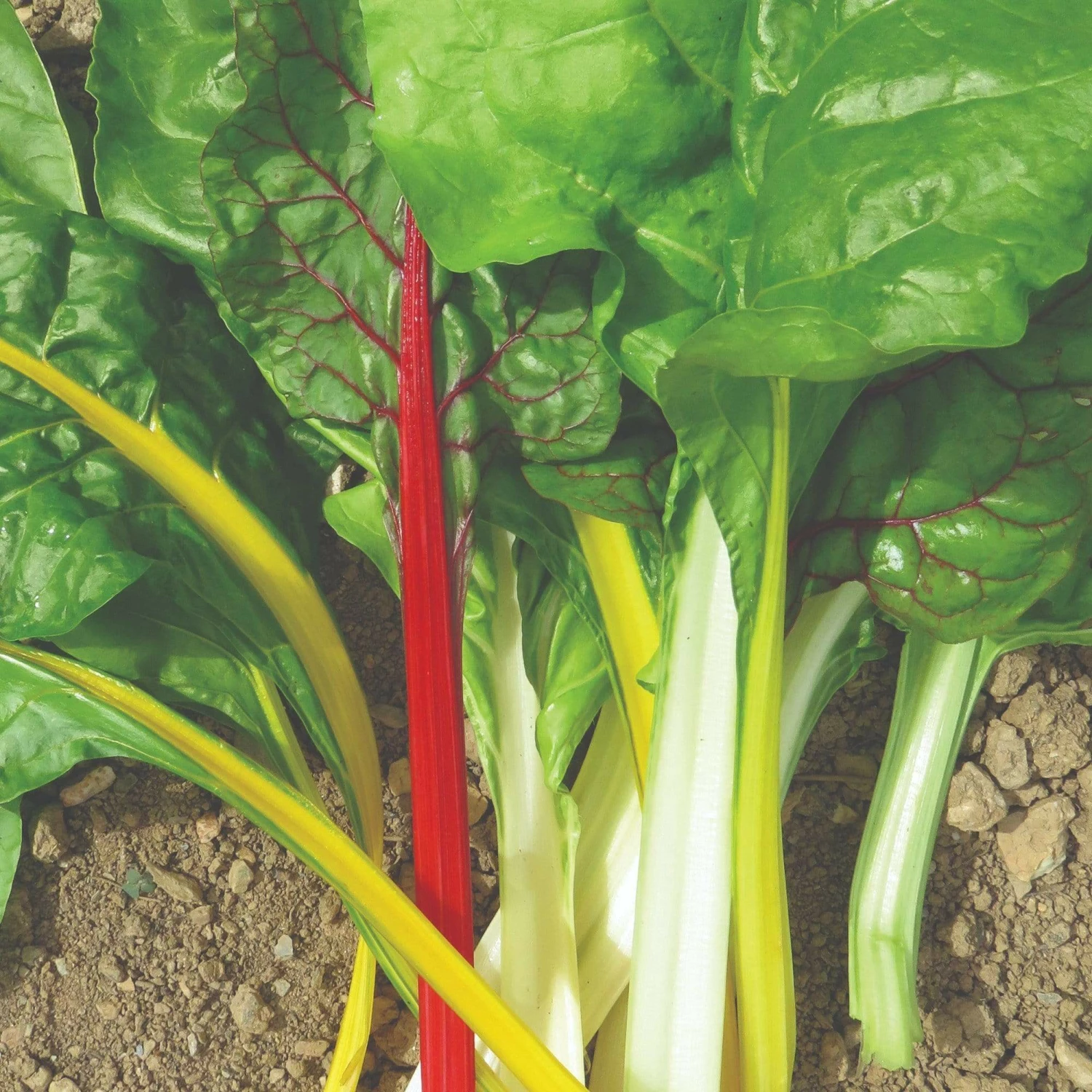 Roots Plants 10 Organic Rainbow Chard Plants 4 Roots Plants 10 Organic Rainbow Chard Plants