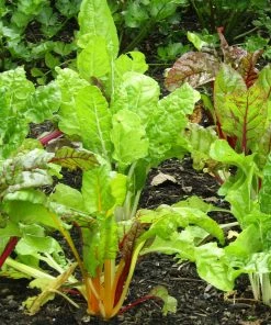 Roots Plants 10 Organic Rainbow Chard Plants 7 Roots Plants 10 Organic Rainbow Chard Plants
