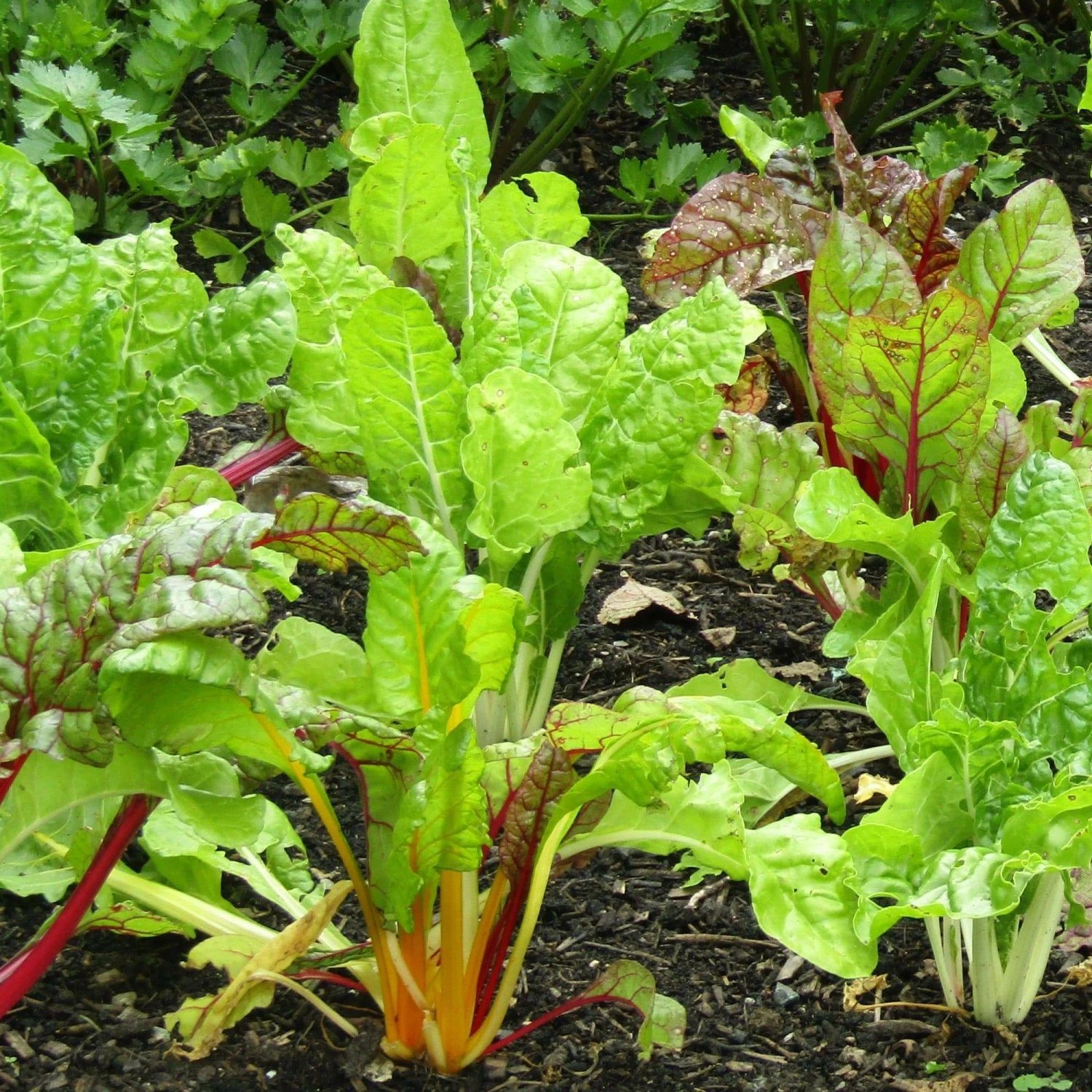 Roots Plants 10 Organic Rainbow Chard Plants 5 Roots Plants 10 Organic Rainbow Chard Plants