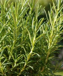 Roots Plants All Vegetable Plants 12 Organic Indoor Herb Plants 12 Roots Plants All Vegetable Plants 12 Organic Indoor Herb Plants