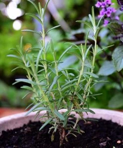 Roots Plants 3 Organic Rosemary Plants