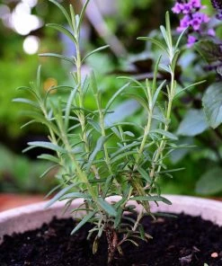 Roots Plants All Vegetable Plants 12 Organic Indoor Herb Plants 11 Roots Plants All Vegetable Plants 12 Organic Indoor Herb Plants