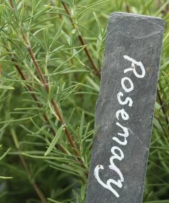 Roots Plants 12 Organic Botanicals Herb Plants For Gin 10 Roots Plants 12 Organic Botanicals Herb Plants For Gin