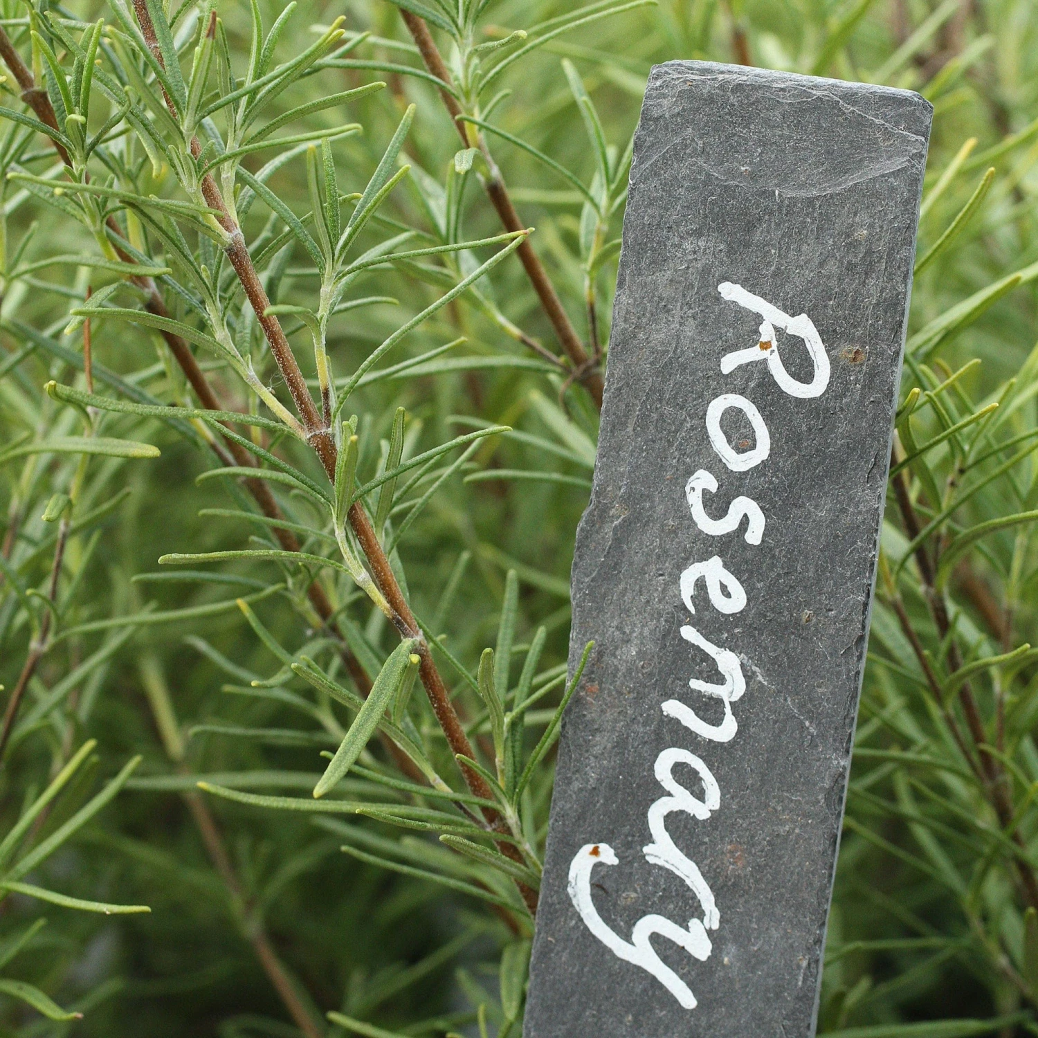 Roots Plants 12 Organic Botanicals Herb Plants For Gin 6 Roots Plants 12 Organic Botanicals Herb Plants For Gin