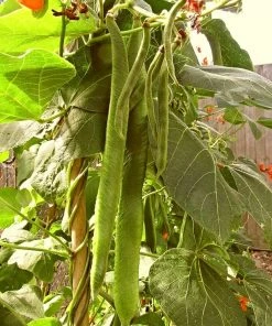 Roots Plants Peas & Beans 10 Organic 'Enorma' Runner Bean Plants