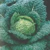 Roots Plants 10 Organic 'Vertus' Savoy Cabbage Plants 1 Roots Plants 10 Organic 'Vertus' Savoy Cabbage Plants