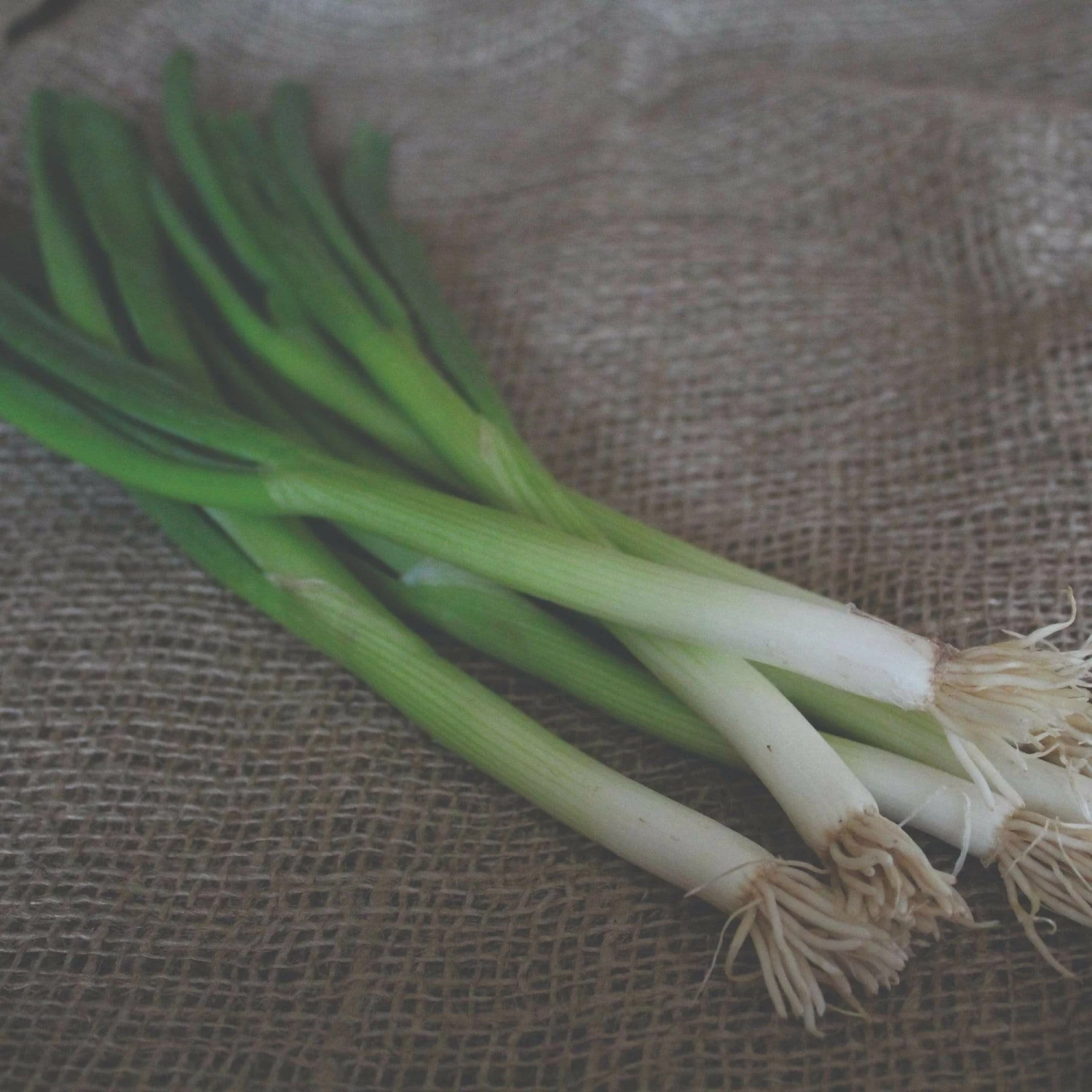 Roots Plants 20 Organic 'White Lisbon' Spring Onion Plants 5 Roots Plants 20 Organic 'White Lisbon' Spring Onion Plants