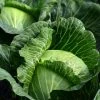 Roots Plants 10 Organic Spring Green Cabbage Plants Brassicas & Leafy Greens 2 Roots Plants 10 Organic Spring Green Cabbage Plants Brassicas & Leafy Greens