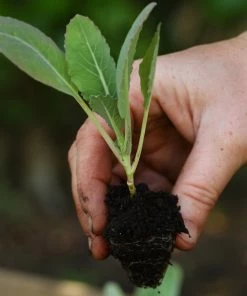 Roots Plants 63 Organic Stir Fry Vegetable Plants All Vegetable Plants 16 Roots Plants 63 Organic Stir Fry Vegetable Plants All Vegetable Plants