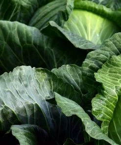 Roots Plants 10 Organic Spring Green Cabbage Plants Brassicas & Leafy Greens 7 Roots Plants 10 Organic Spring Green Cabbage Plants Brassicas & Leafy Greens