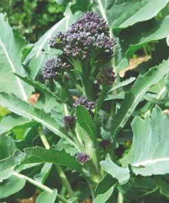 Roots Plants 10 Organic Purple Sprouting Broccoli Plants