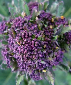 Roots Plants Brassicas & Leafy Greens 20 Best Broccoli Plants Collection | Growers Choice