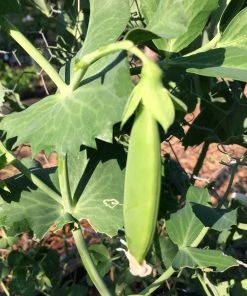 Roots Plants 10 Organic Sugar Snap Pea Plants Peas & Beans 10 Roots Plants 10 Organic Sugar Snap Pea Plants Peas & Beans