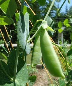 Roots Plants 10 Organic Sugar Snap Pea Plants Peas & Beans 13 Roots Plants 10 Organic Sugar Snap Pea Plants Peas & Beans