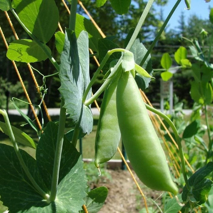 Roots Plants 10 Organic Sugar Snap Pea Plants Peas & Beans 8 Roots Plants 10 Organic Sugar Snap Pea Plants Peas & Beans