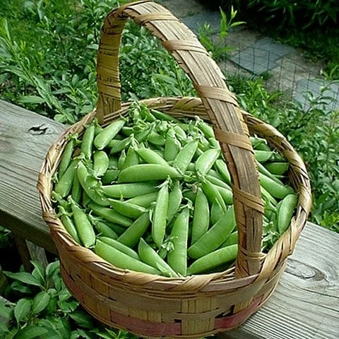 Roots Plants 10 Organic Sugar Snap Pea Plants Peas & Beans 4 Roots Plants 10 Organic Sugar Snap Pea Plants Peas & Beans