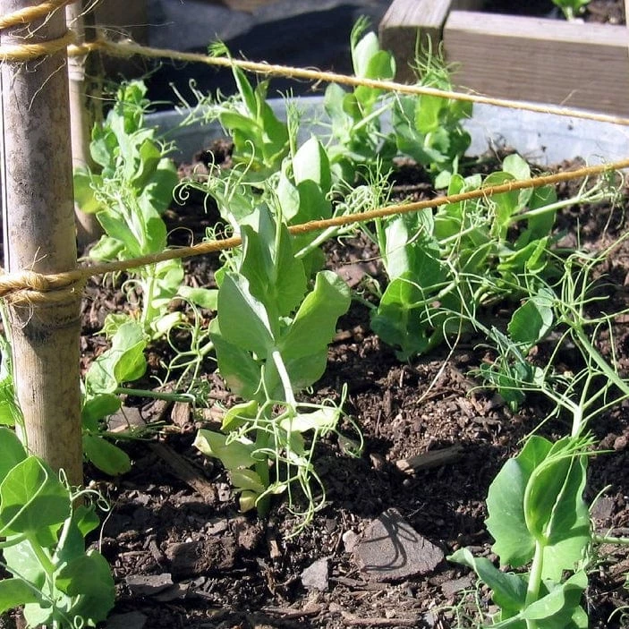 Roots Plants 10 Organic Sugar Snap Pea Plants Peas & Beans 6 Roots Plants 10 Organic Sugar Snap Pea Plants Peas & Beans