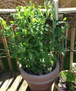 Roots Plants 10 Organic Sugar Snap Pea Plants Peas & Beans 12 Roots Plants 10 Organic Sugar Snap Pea Plants Peas & Beans