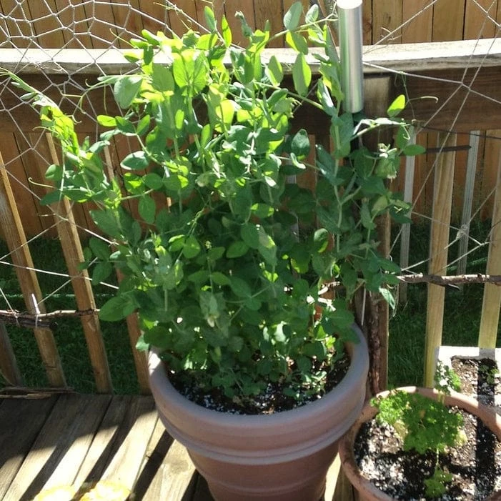 Roots Plants 10 Organic Sugar Snap Pea Plants Peas & Beans 7 Roots Plants 10 Organic Sugar Snap Pea Plants Peas & Beans