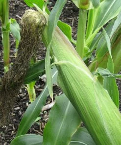 Roots Plants 10 Organic 'Sweet Nugget' Sweetcorn Plants