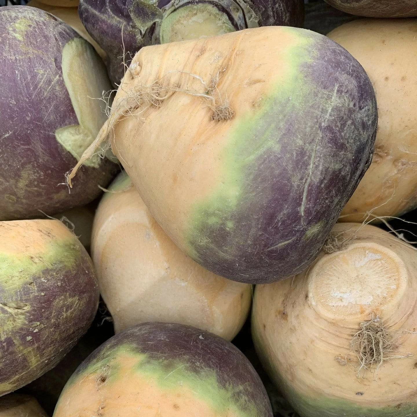 Roots Plants Root Vegetables 10 Organic 'Marian' Swede Plants 3 Roots Plants Root Vegetables 10 Organic 'Marian' Swede Plants