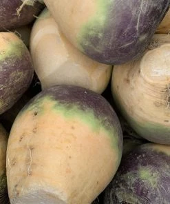 Roots Plants Root Vegetables 10 Organic 'Marian' Swede Plants