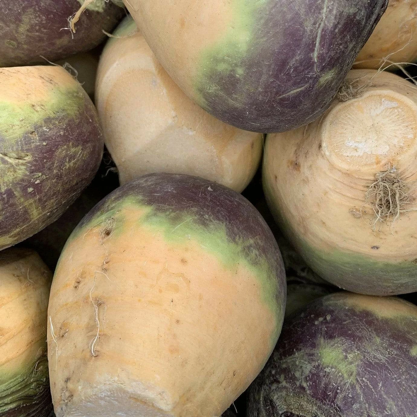 Roots Plants Root Vegetables 10 Organic 'Marian' Swede Plants 4 Roots Plants Root Vegetables 10 Organic 'Marian' Swede Plants